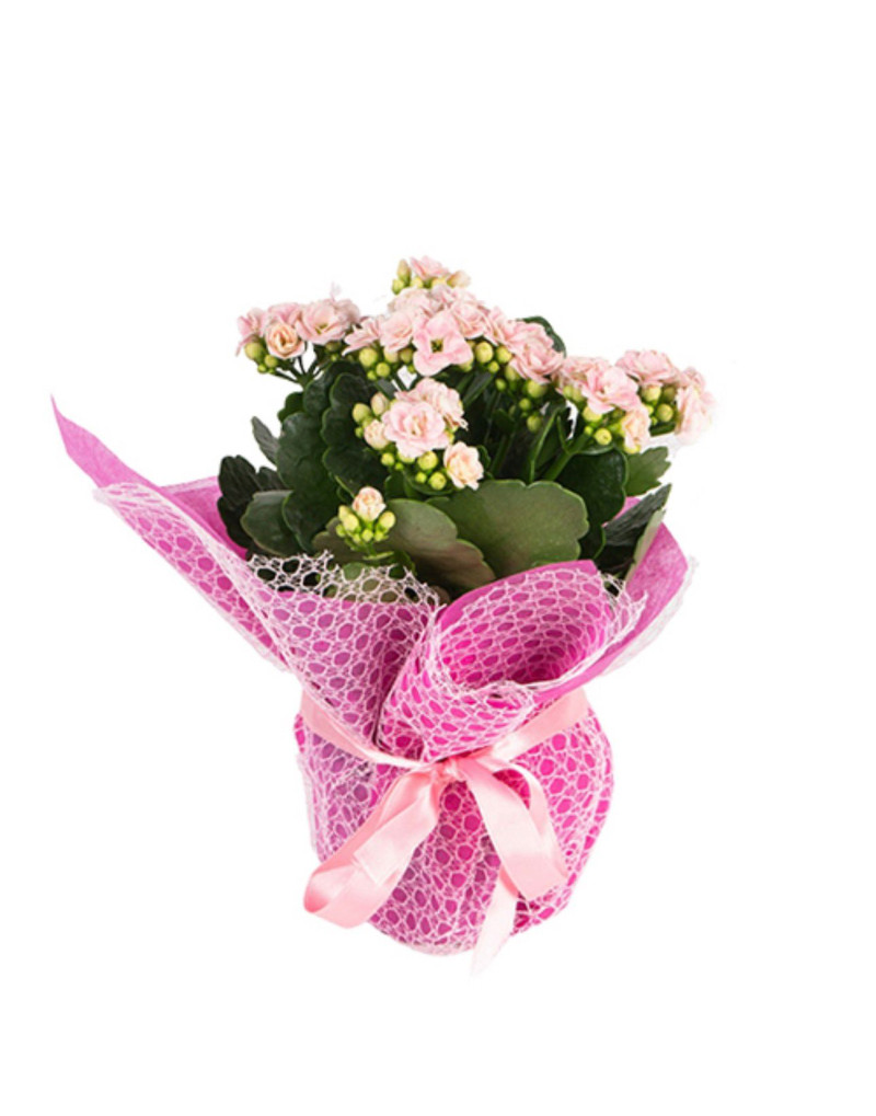 pembe kalanchoe